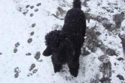 Resize of DSC02288.JPG